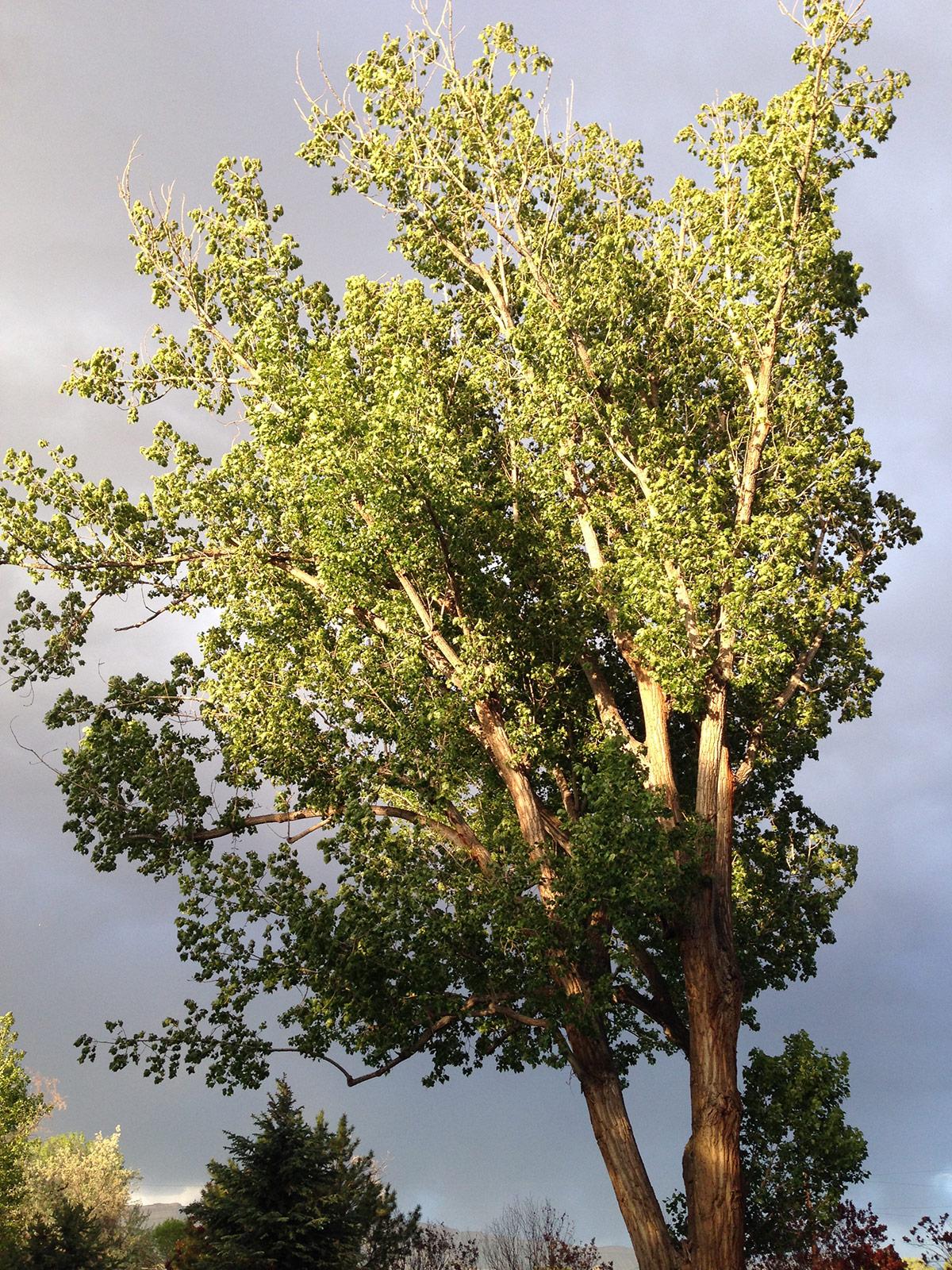 Large Fremont Cottonwood in Grand Junction