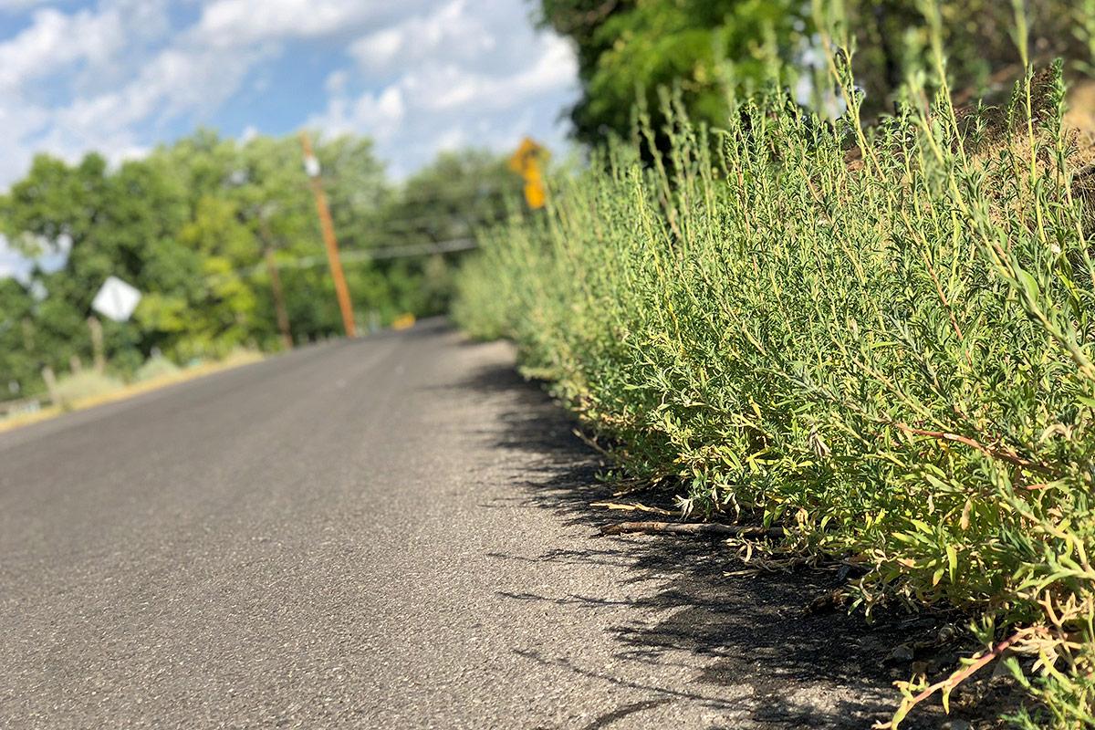 Kochia