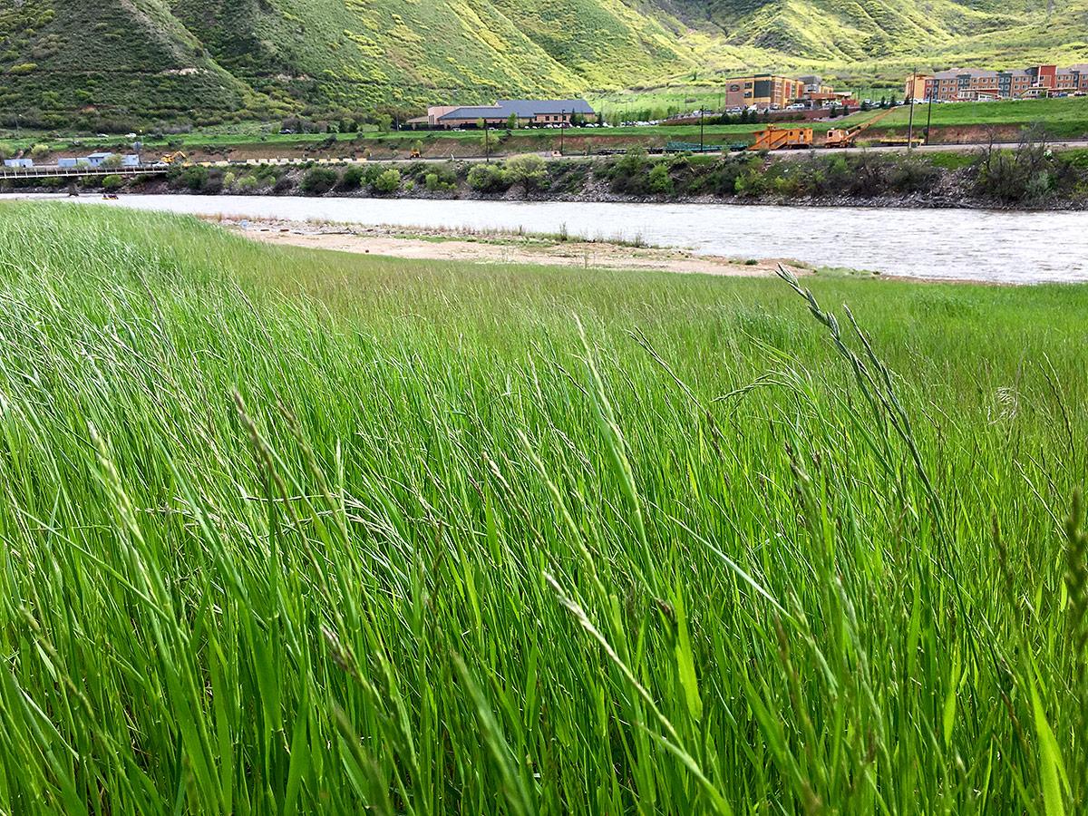 Orchard Grass