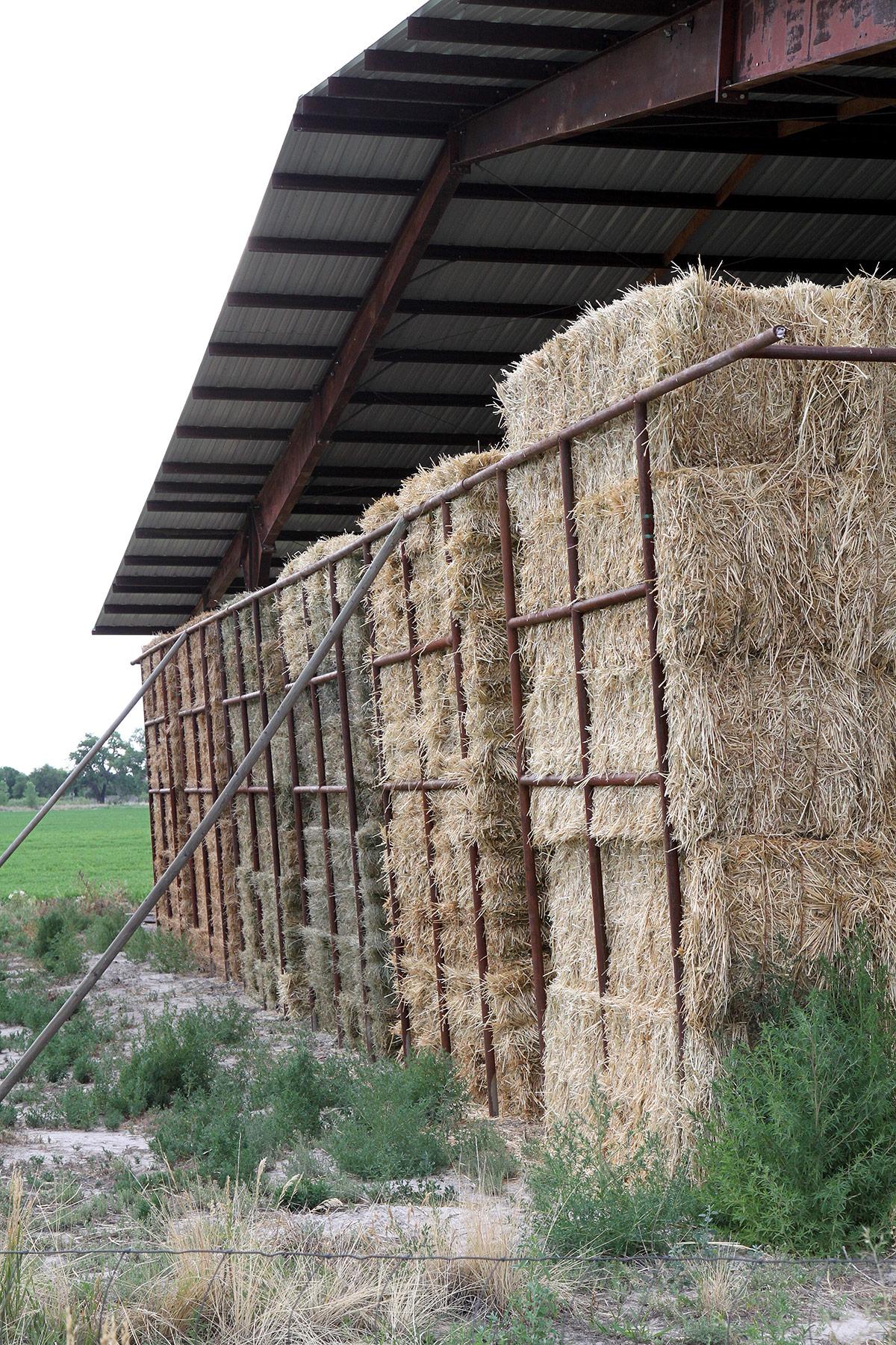 Timothy Grass