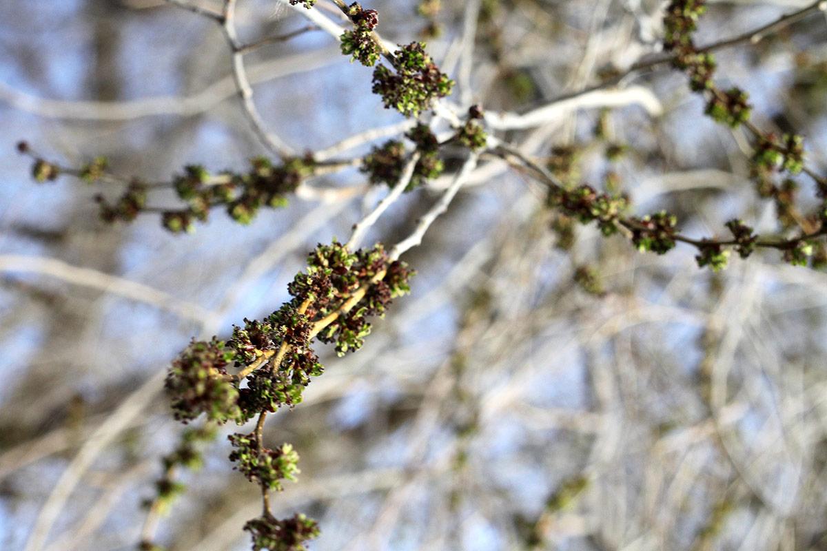 Siberian Elm