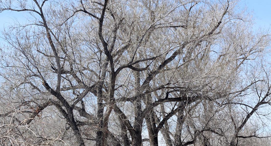 Elm Tree