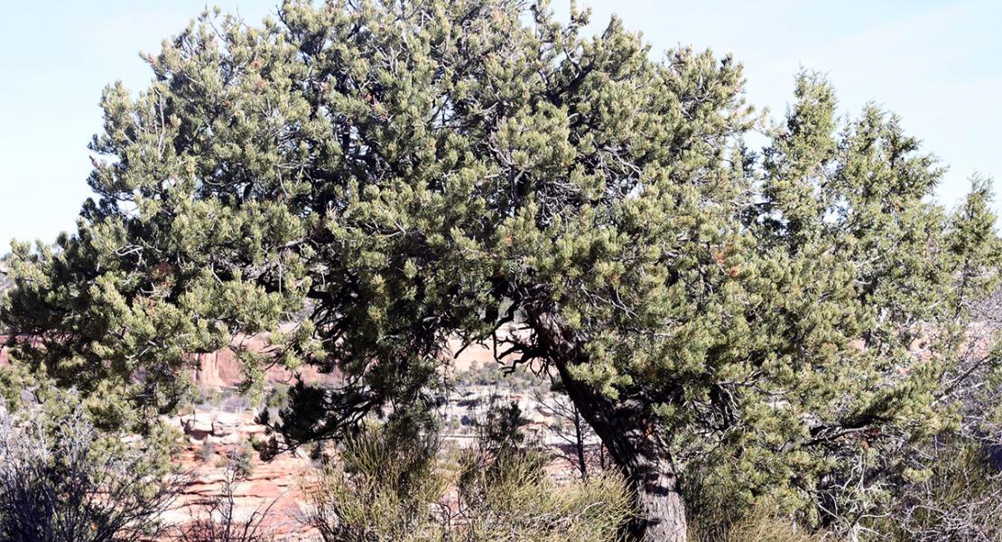 JUniper