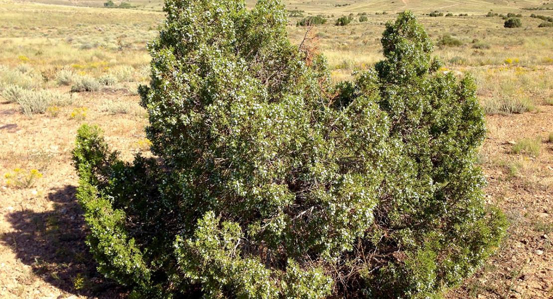 Juniper