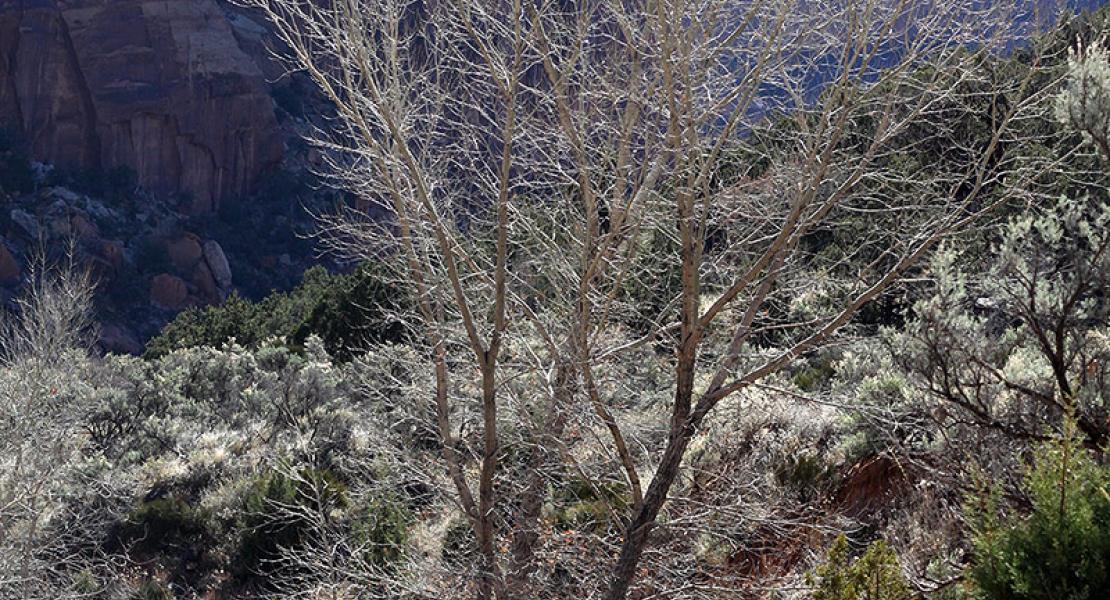 Narrowleaf Cottonwood naturally growing in Red Canyon, National Monument
