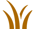 Grass
